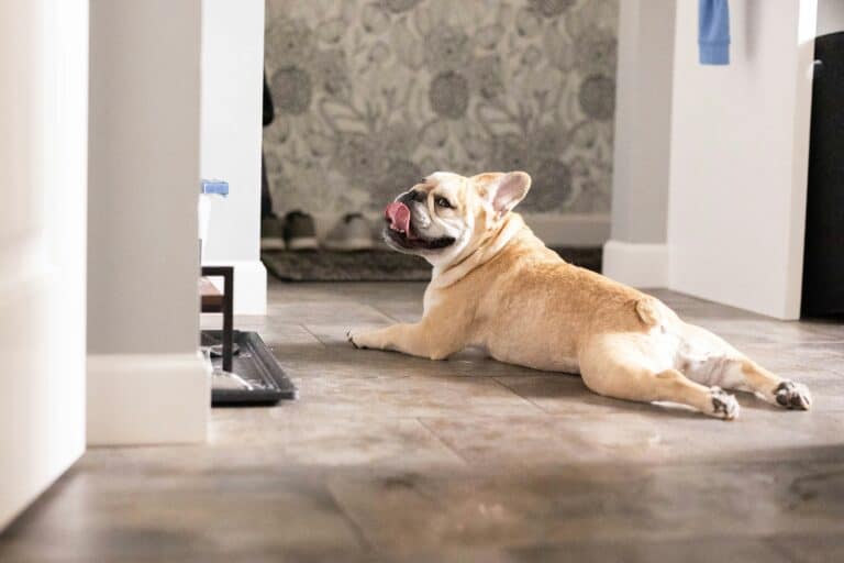 French Bulldog lying on the floor waiting for food