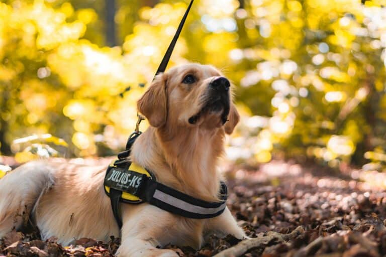 dog harness vs collar