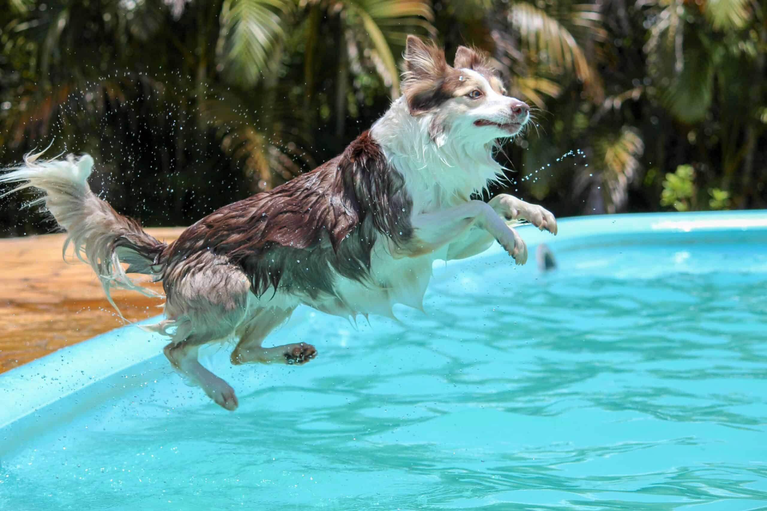 Best Dog Water Toys in 2026: Float, Fetch, and Dive Play