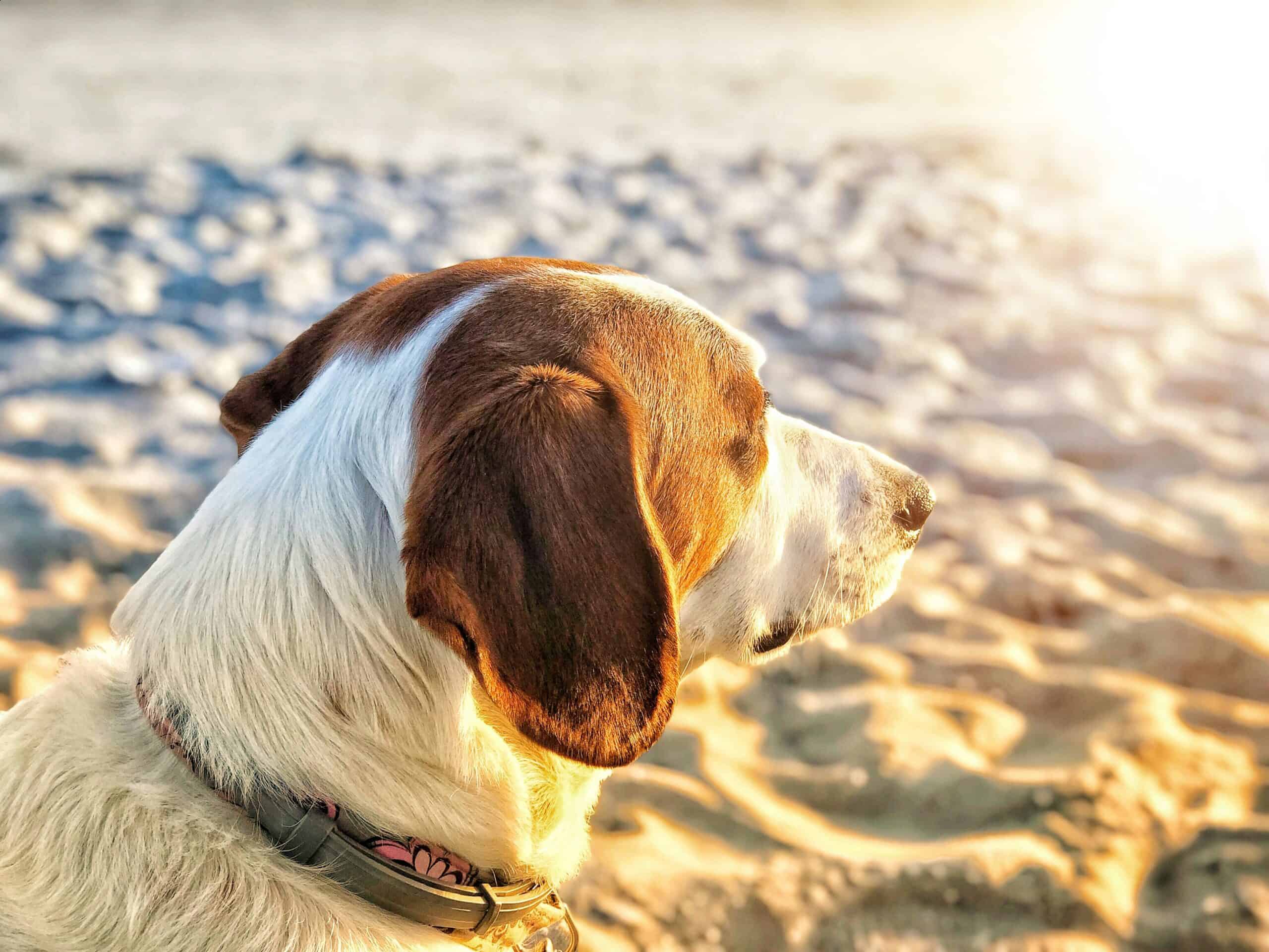 Best Dog Sunscreens in 2026: Pet-Safe Sun Protection