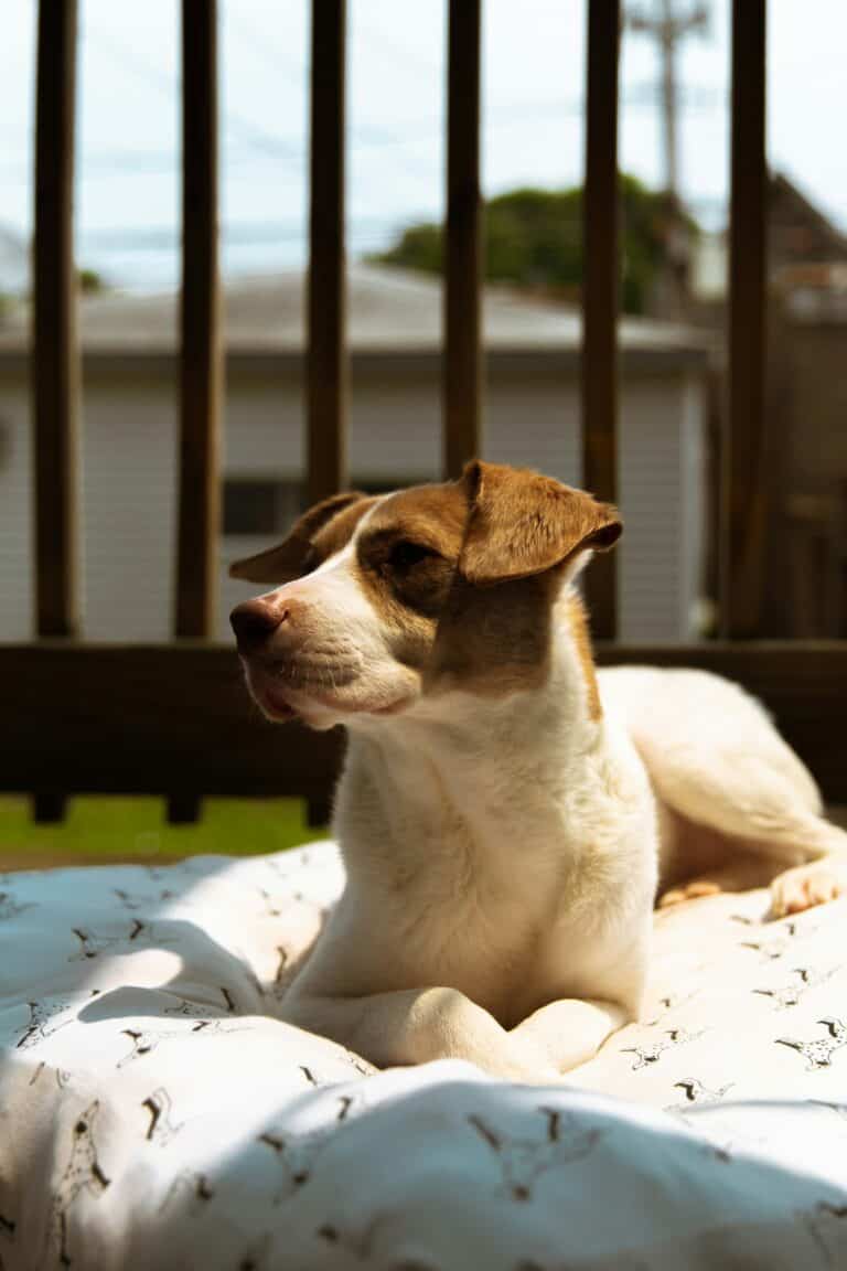 dog laying on a washable dog bed