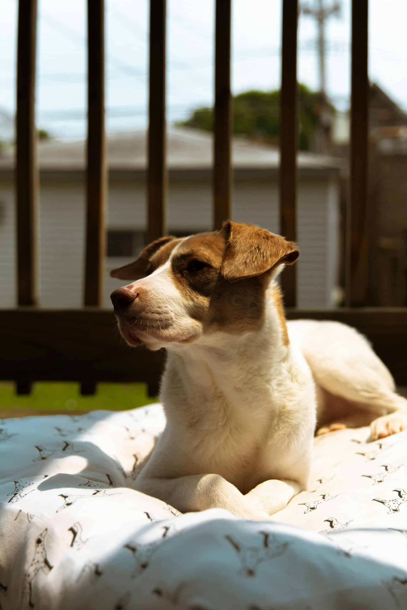 Best Washable Dog Beds in 2026: Keep It Clean Without Replacing It