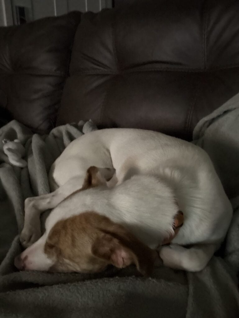 a dog lying down on a couch