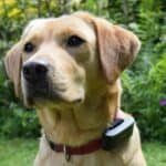 Golden dog with collar in garden