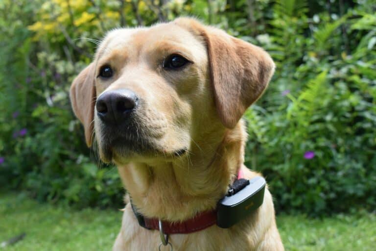 Golden dog with collar in garden