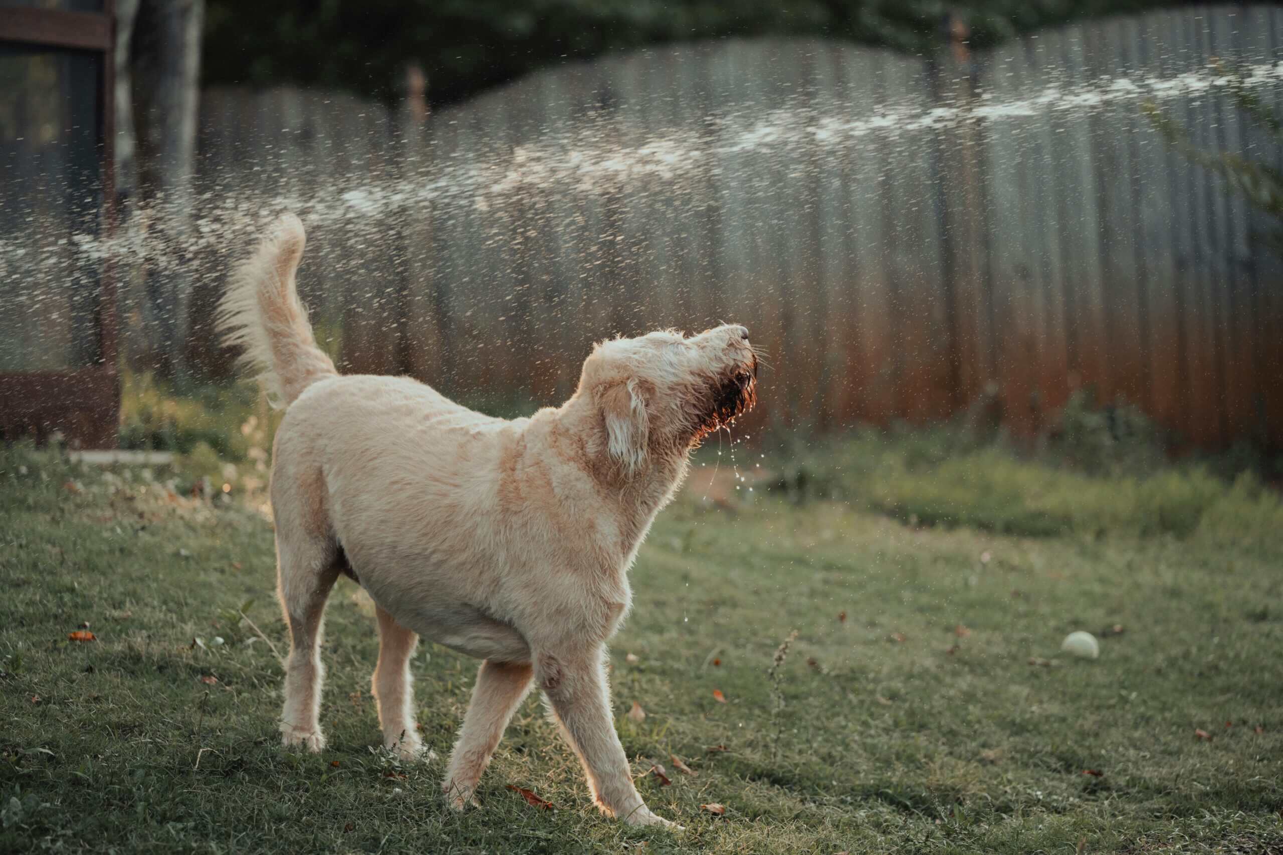 Best Dog Sprinklers in 2026: Backyard Water Play to Cool Dogs Down