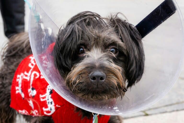 a dog wearing a recovery cone for relief