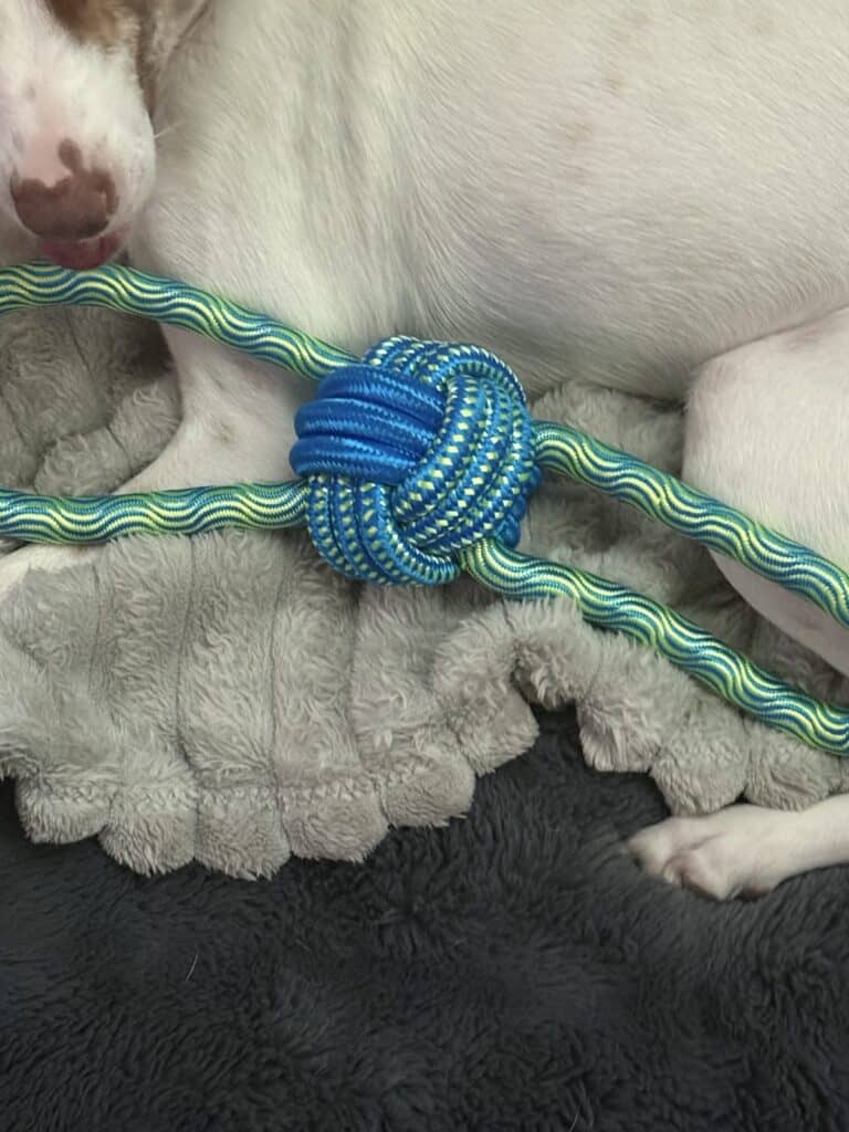 a dog rope toy on dog bed