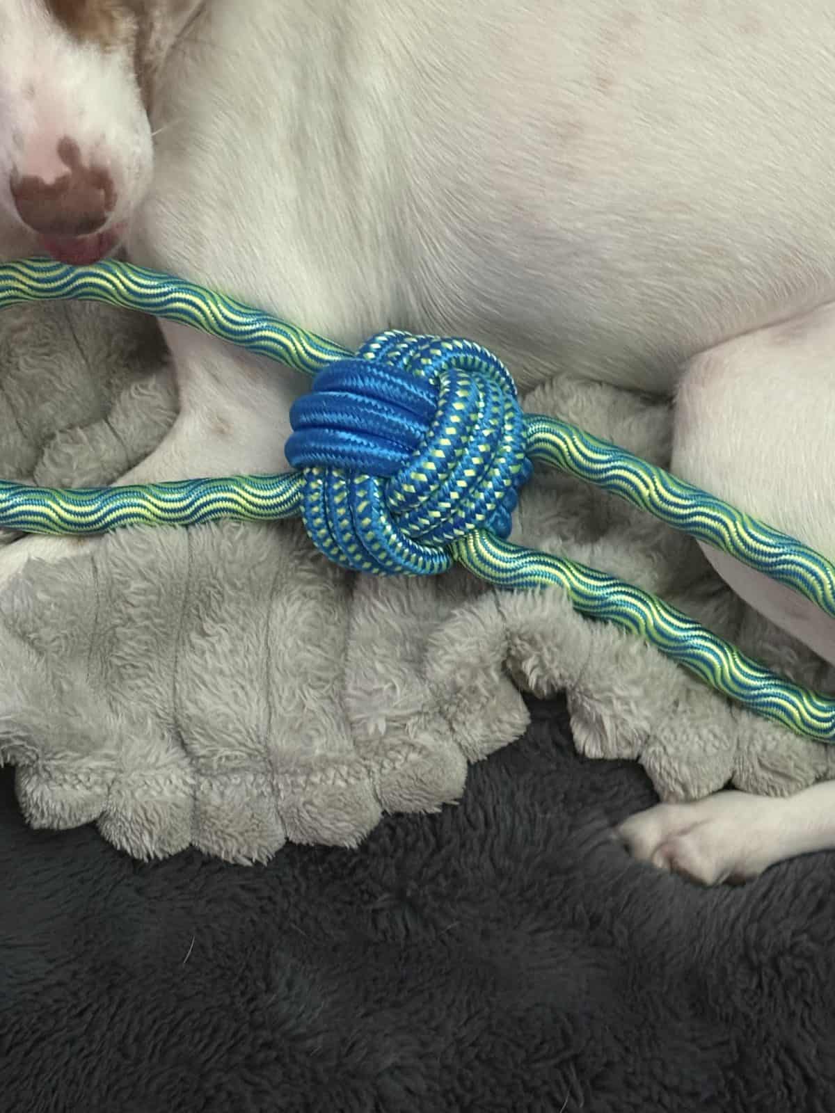 Best Dog Rope Toys in 2026: Tug, Toss, and Healthy Play