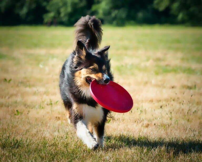a dog running with a frisbee outdoors