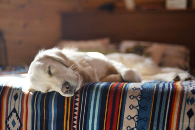 Golden retriever peacefully napping on blanket.