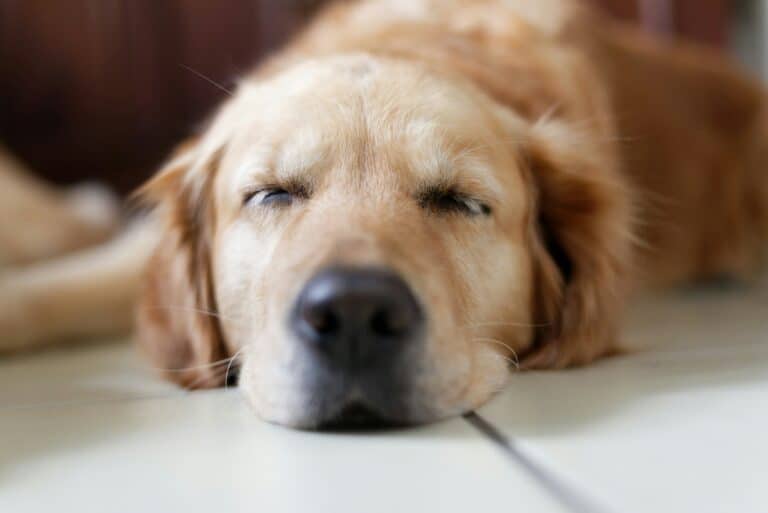 Golden retriever peacefully sleeping on floor