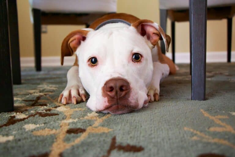 a dog staring at their owner in a home