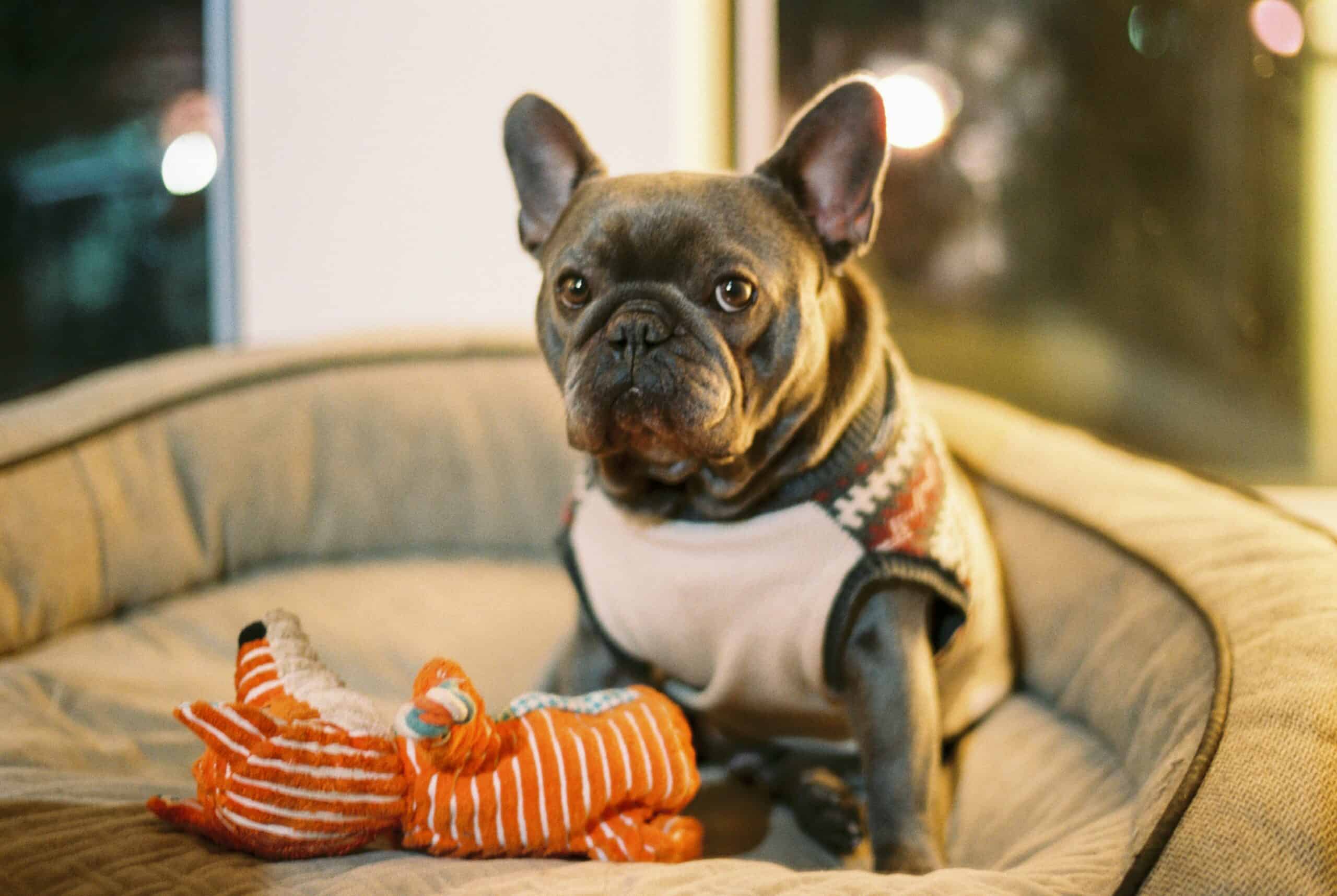 How to Clean Dog Toys in 2026: Safe, Simple, and Germ-Free