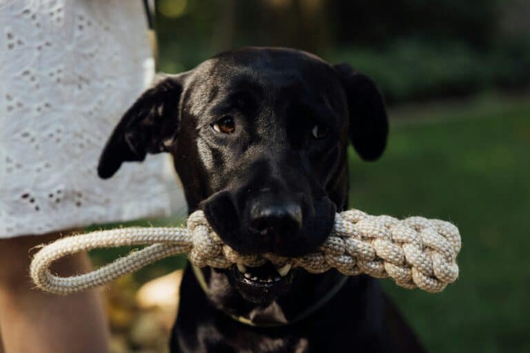 a dog using a rope toy for play