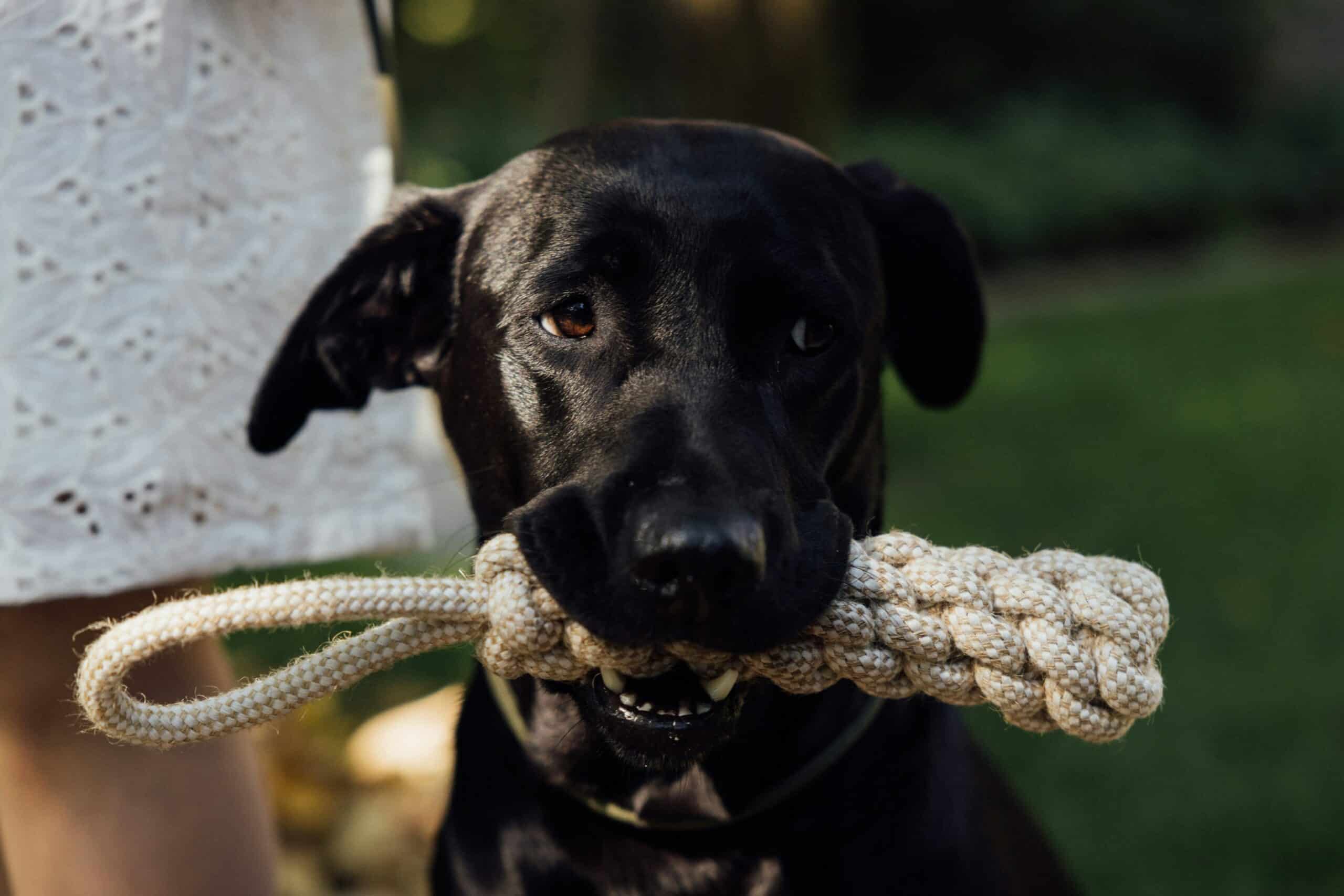 Rope Toy vs Chew Toy in 2026: Which Your Dog Needs
