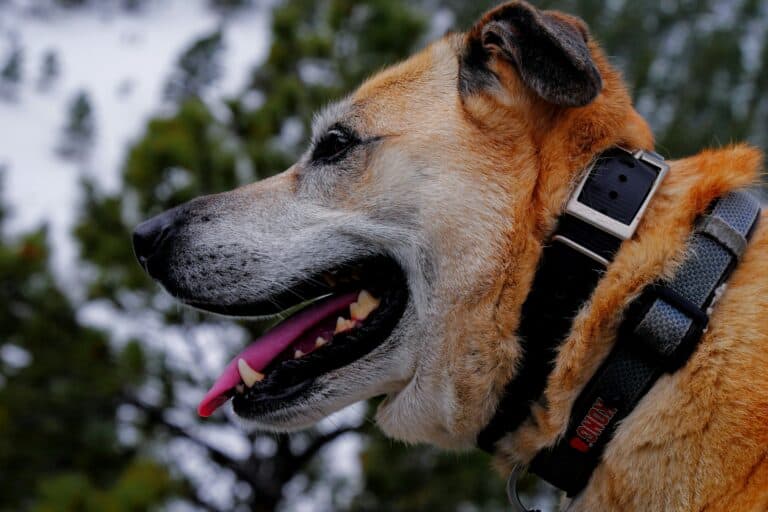 dog wearing collar outside