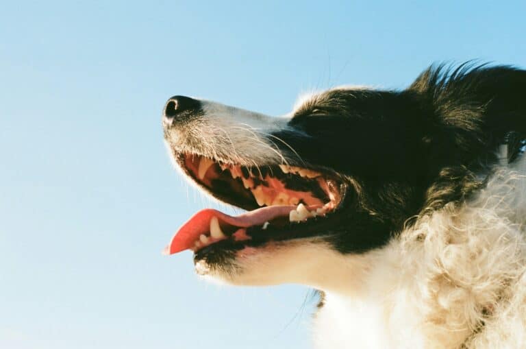 how to brush a dogs teeth