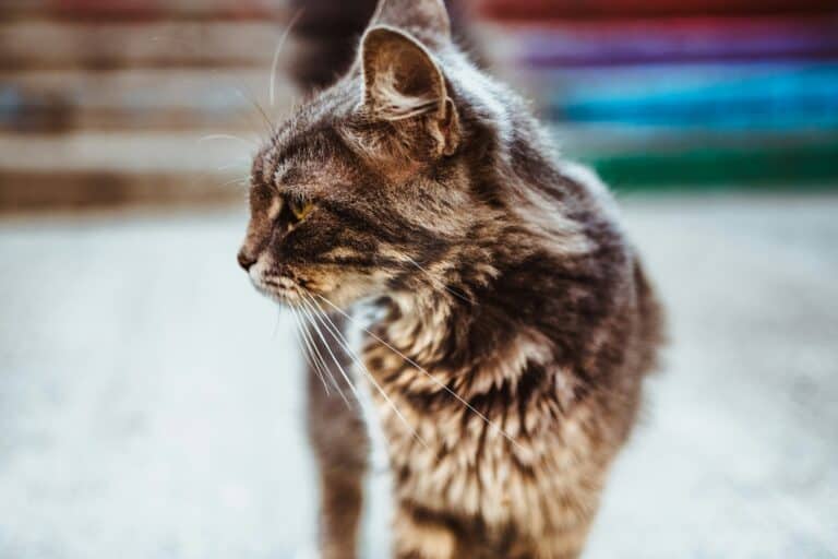 how to care for a senior cat