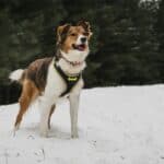 how to choose dog gear