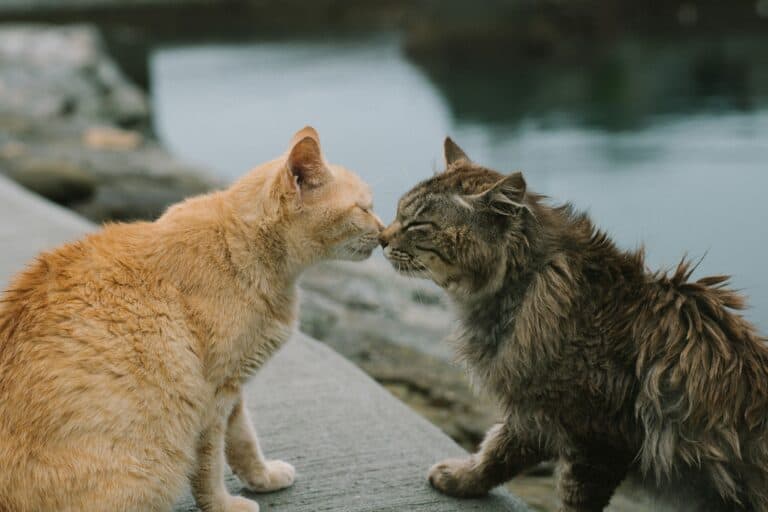 how to introduce two cats