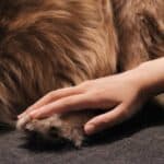 how to massage a senior dog