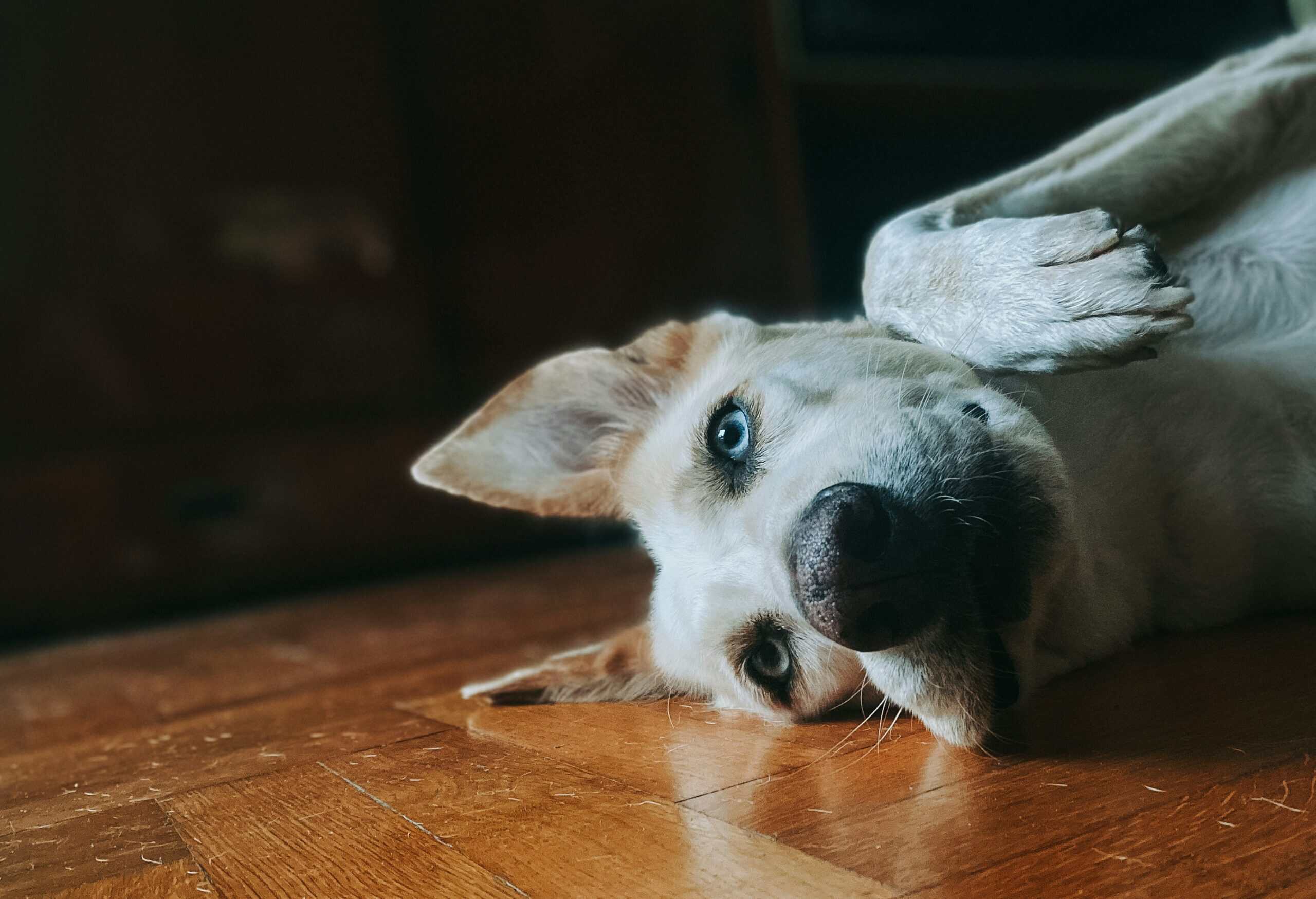 How to Mentally Stimulate a Dog: Beat Boredom