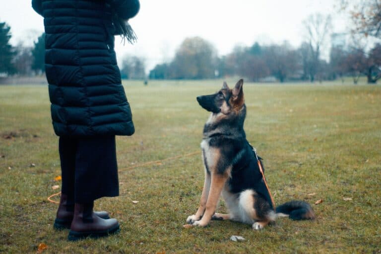 how to teach a dog to come when called