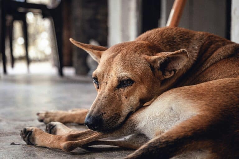 how to tell if your dog is in pain