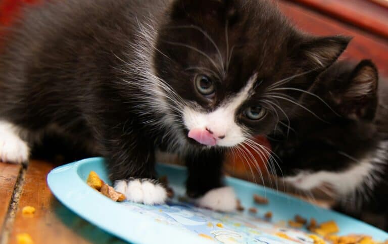 a kitten eating to help their growth and health