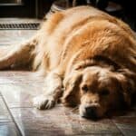 an overweight dog laying on the ground