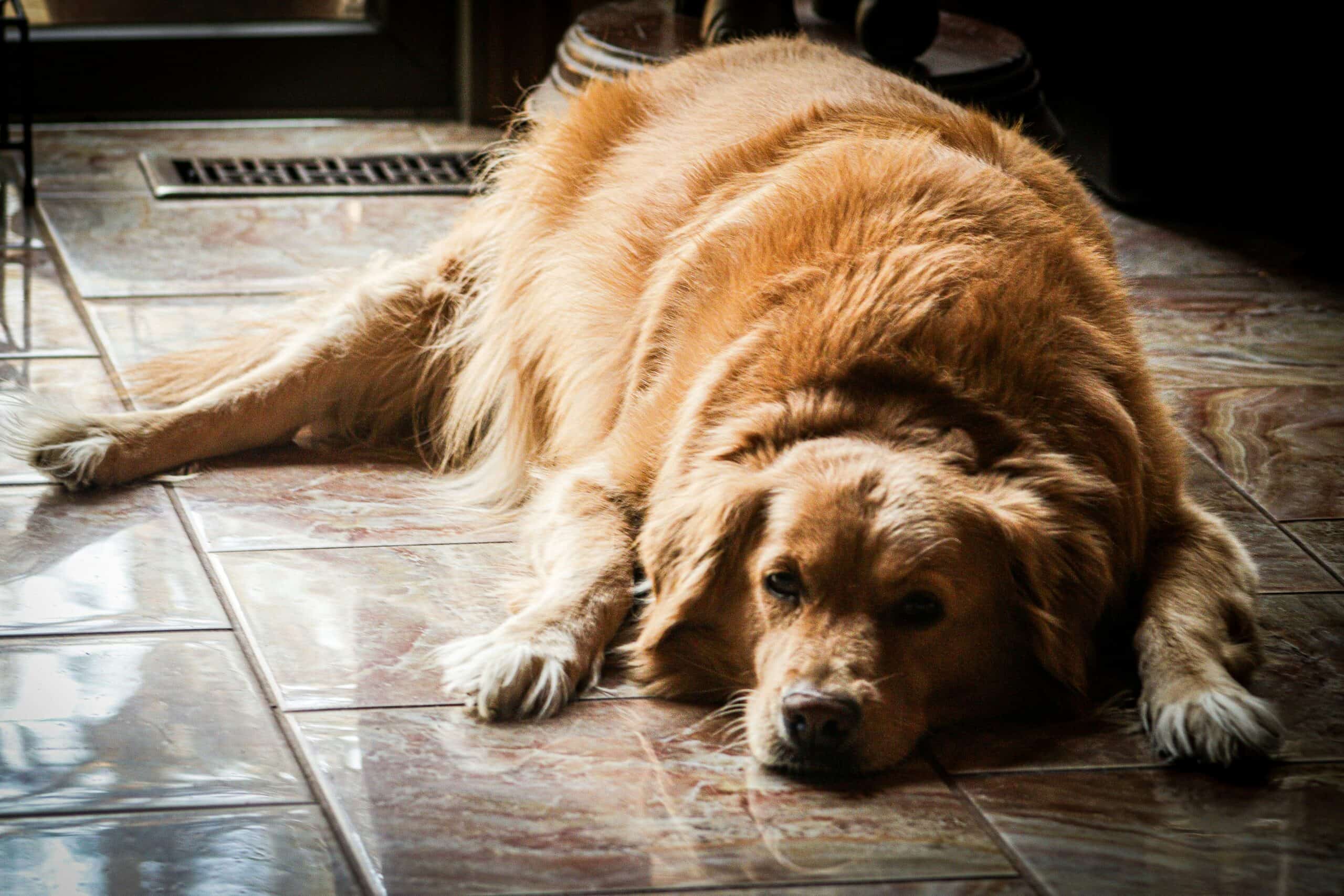 Signs Your Dog Is Overweight and What to Do Next