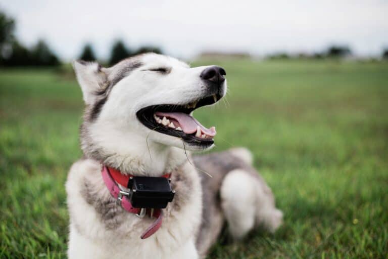 Happy dog enjoying the outdoors.