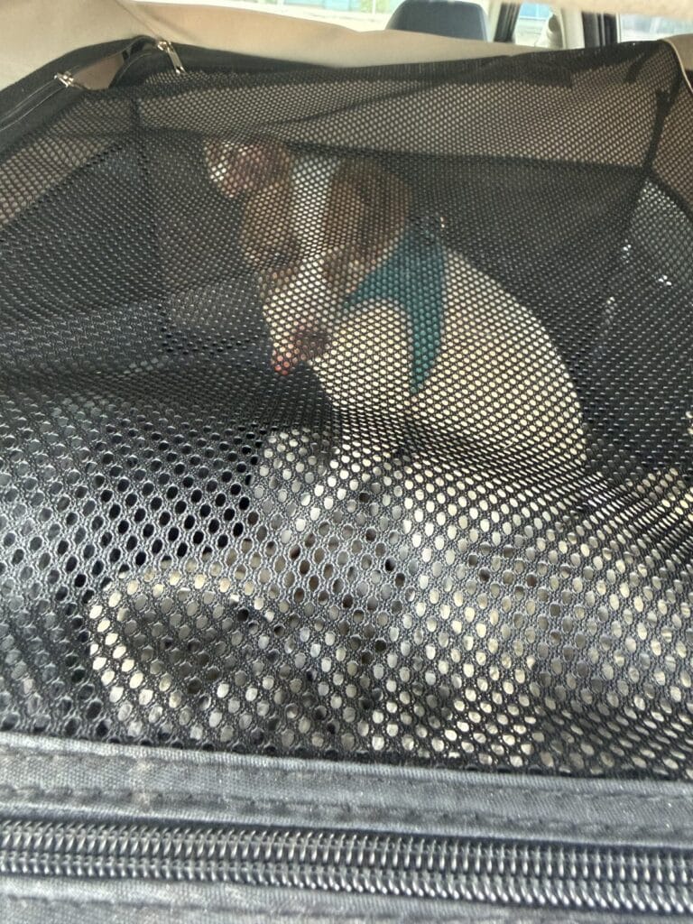 a dog traveling safely in a kennel