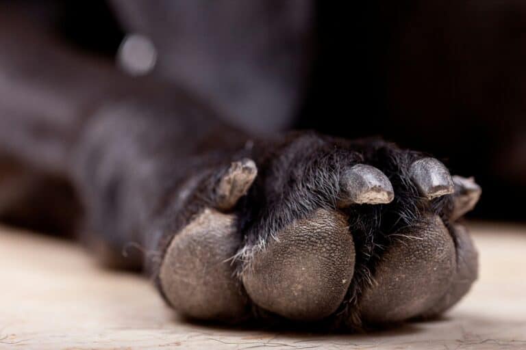 an upclose of dog nails for cutting