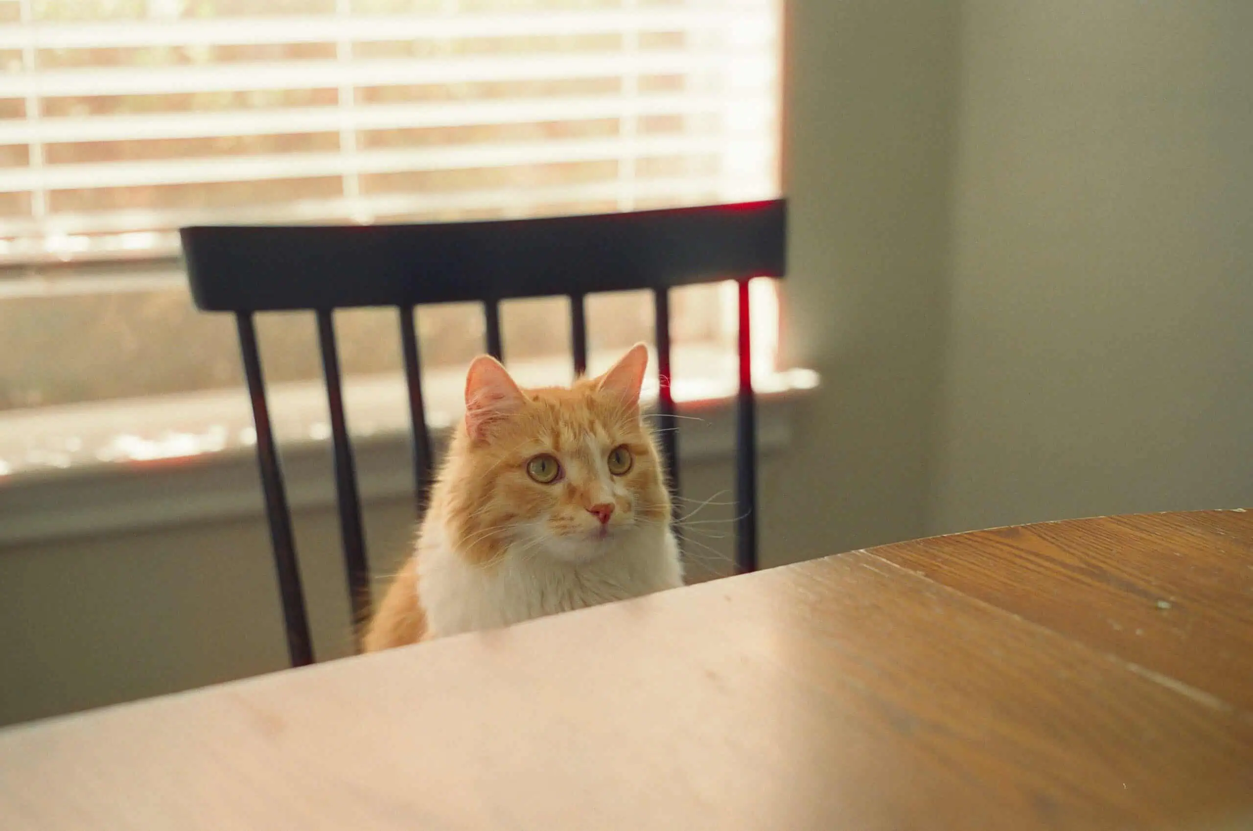 Why Cats Knock Things Off Tables and Counters