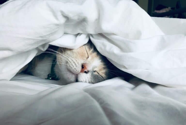 why cats sleep so much