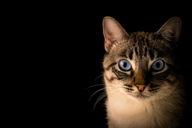 why cats stare at nothing