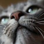 why do cats purr