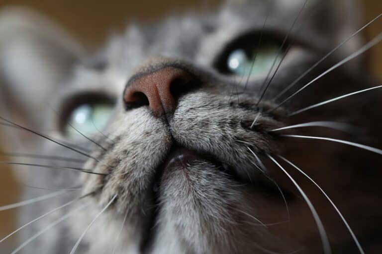 why do cats purr