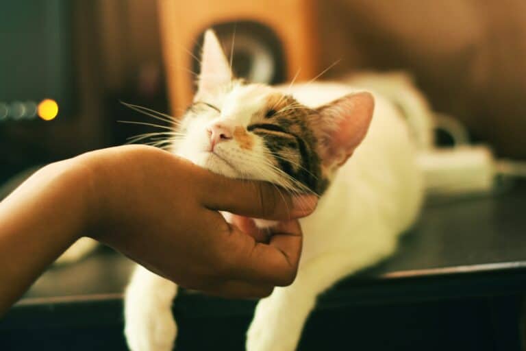 why do cats rub against you