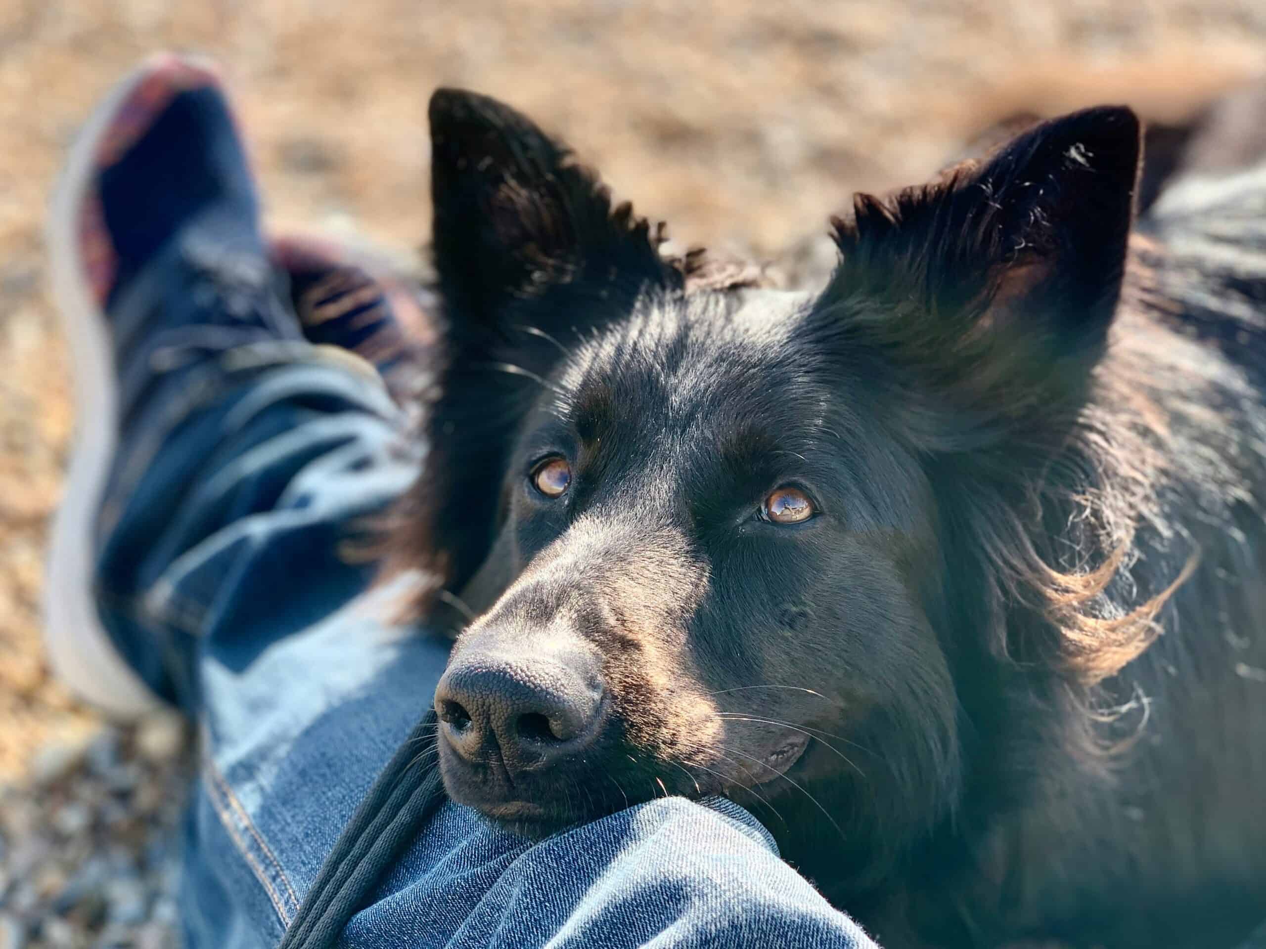 Canine Closeness: Why Do Dogs Lean on You and What It Means