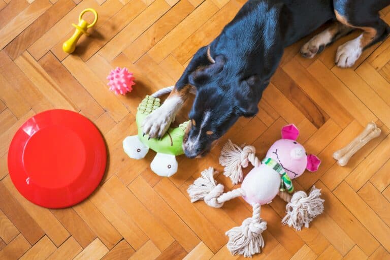why do dogs shake toys