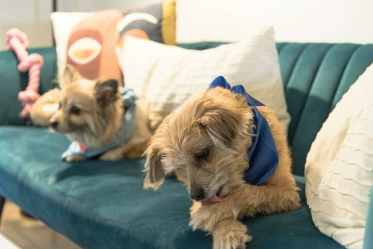 why dogs lick their paws