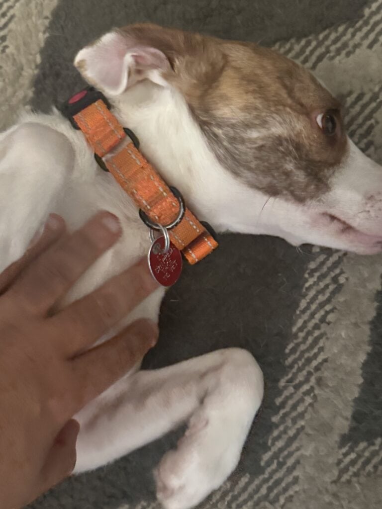 an anxious dog getting a bellyrub