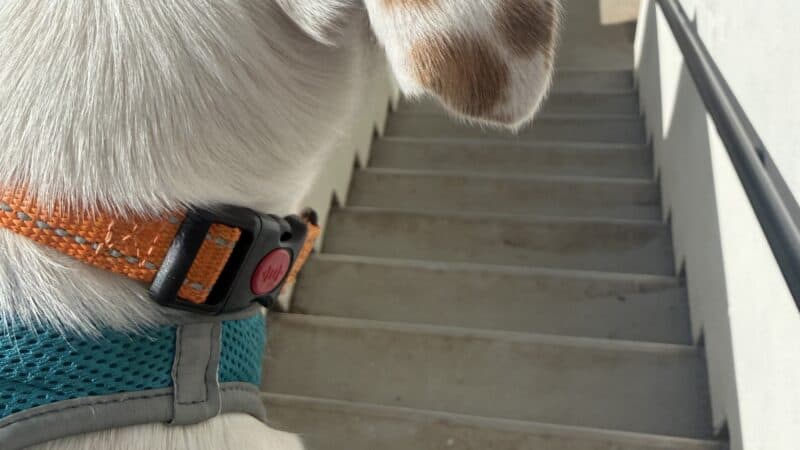 carrying a dog down stairs