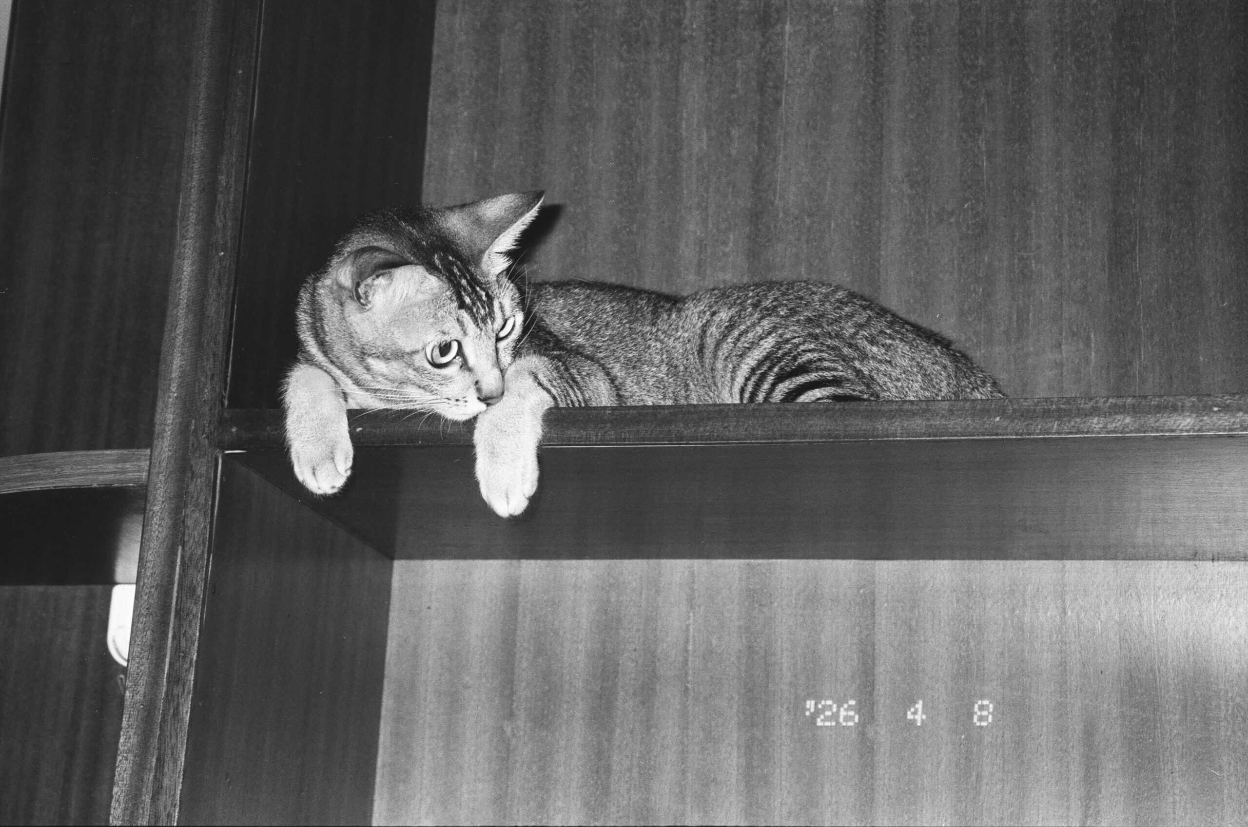 Best Cat Climbing Shelves in 2026: Wall Space, Weight Limits, and Safe Landings