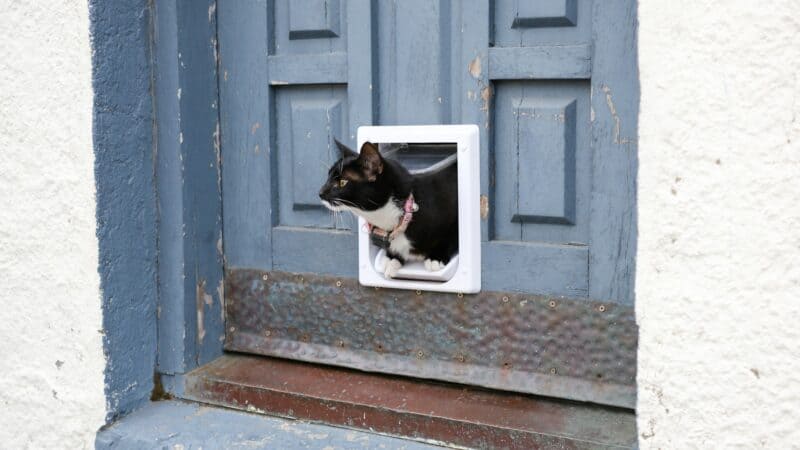 a cat door in home