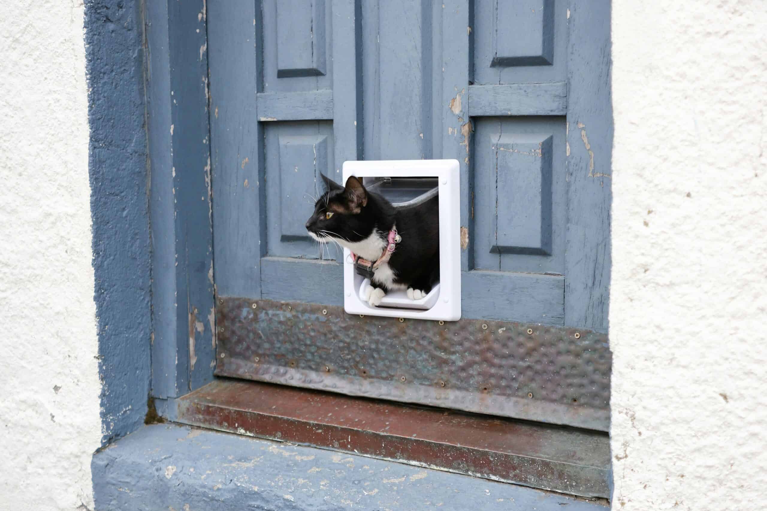 Best Cat Doors and Flaps in 2026: Give Your Cat Access Without Losing Control