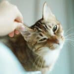 a cat with ear tenseness in home